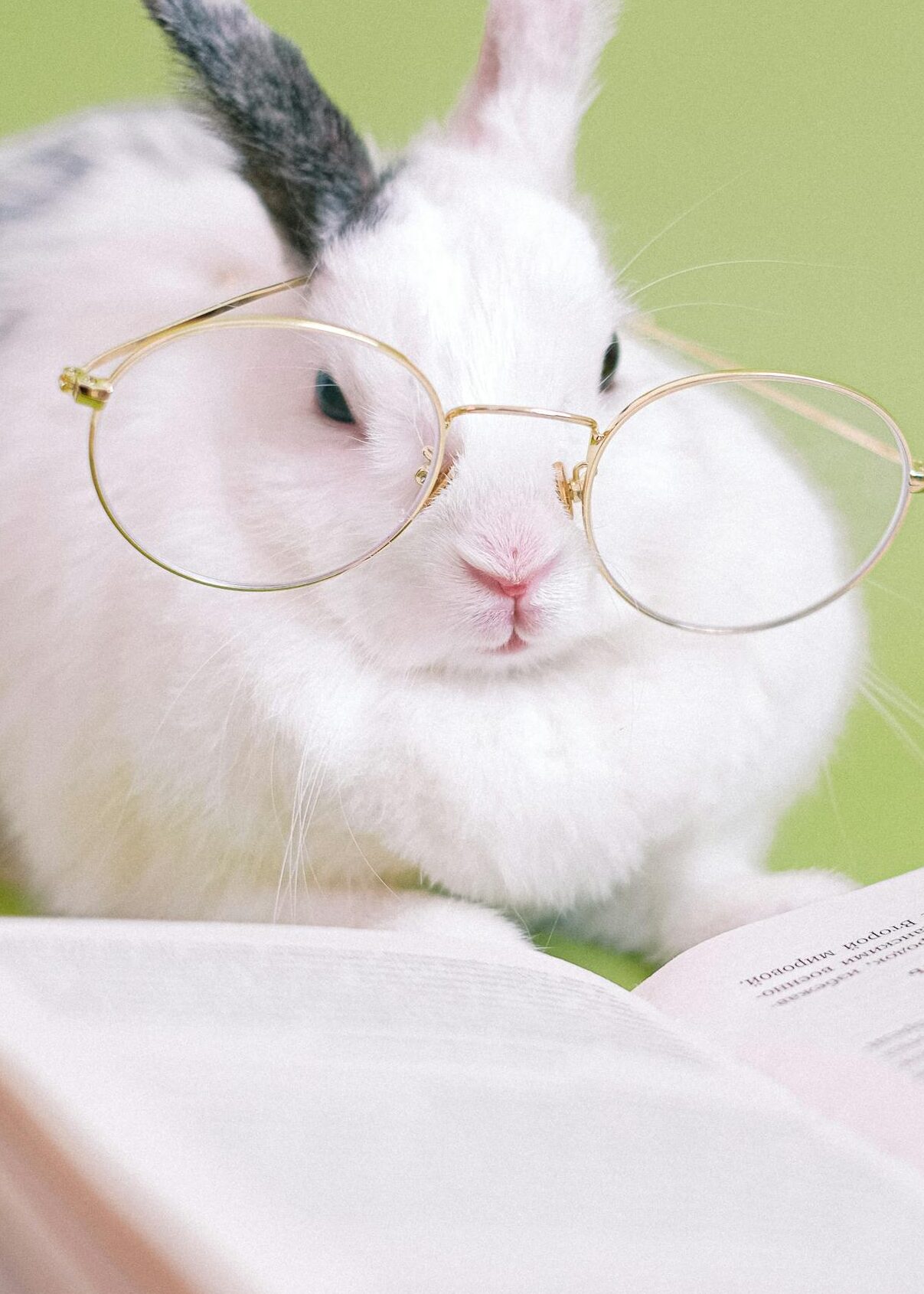 Cute white rabbit wearing glasses, reading a book on a green background.